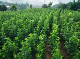 ������_�꣬��(d��n)�Įa(ch��n)ƷЧ����ô�k��